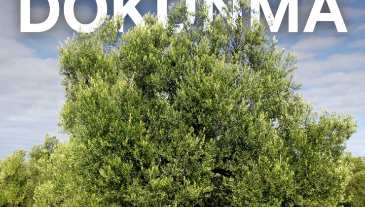350 bin kişi ölmez ağaç için imza verdi: Zeytinime Dokunma