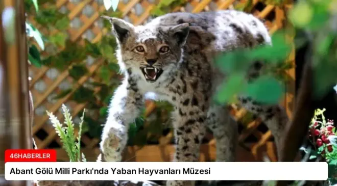 Abant Gölü Milli Parkı’nda Yaban Hayvanları Müzesi