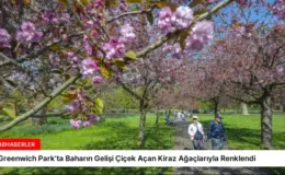 Greenwich Park’ta Baharın Gelişi Çiçek Açan Kiraz Ağaçlarıyla Renklendi
