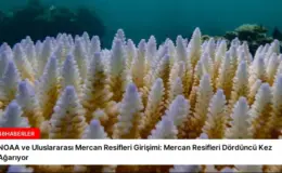 NOAA ve Uluslararası Mercan Resifleri Girişimi: Mercan Resifleri Dördüncü Kez Ağarıyor