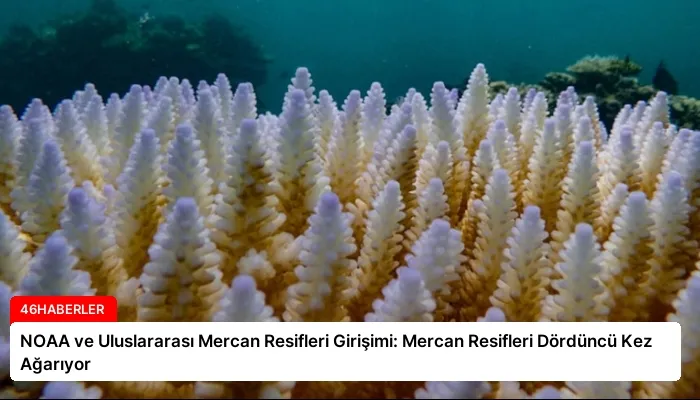 NOAA ve Uluslararası Mercan Resifleri Girişimi: Mercan Resifleri Dördüncü Kez Ağarıyor