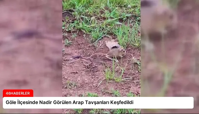 Göle İlçesinde Nadir Görülen Arap Tavşanları Keşfedildi