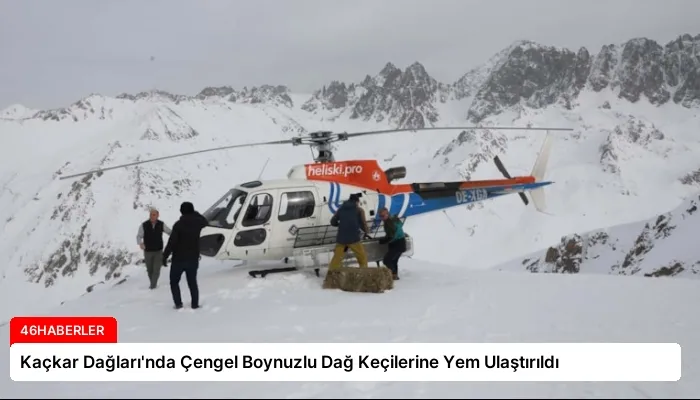 Kaçkar Dağları’nda Çengel Boynuzlu Dağ Keçilerine Yem Ulaştırıldı