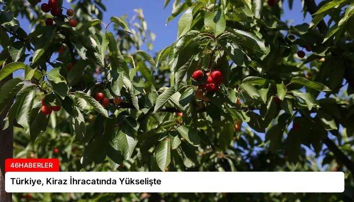 Türkiye, Kiraz İhracatında Yükselişte