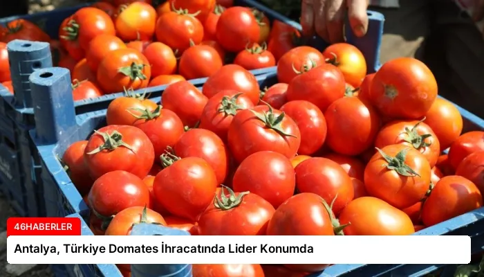 Antalya, Türkiye Domates İhracatında Lider Konumda