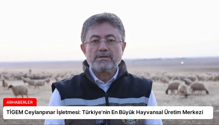 TİGEM Ceylanpınar İşletmesi: Türkiye’nin En Büyük Hayvansal Üretim Merkezi