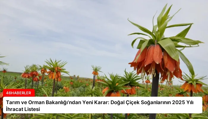 Tarım ve Orman Bakanlığı’ndan Yeni Karar: Doğal Çiçek Soğanlarının 2025 Yılı İhracat Listesi
