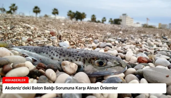 Akdeniz’deki Balon Balığı Sorununa Karşı Alınan Önlemler