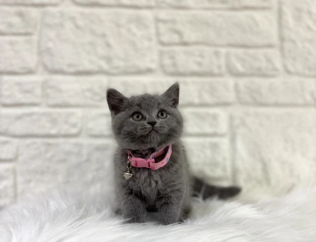 British Shorthair Fiyatları Hakkında