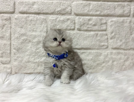 Kedi Sahiplenmenin En Güvenli Yolu Petyasam.Com