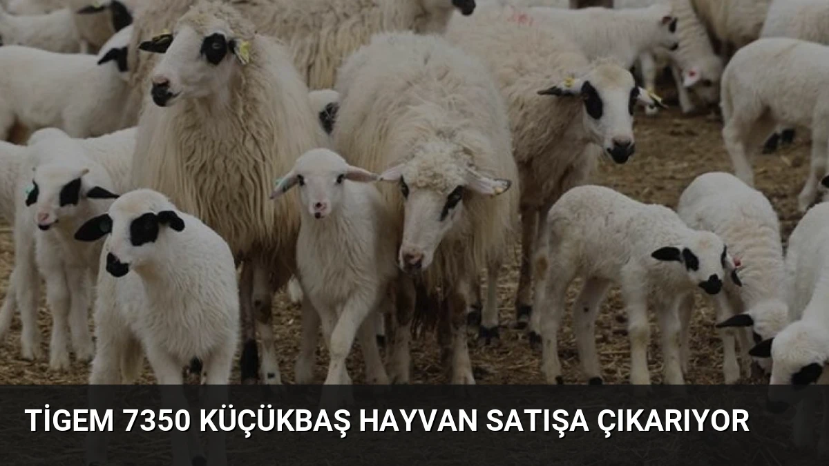 TİGEM 7350 Küçükbaş Hayvan Satışa Çıkarıyor
