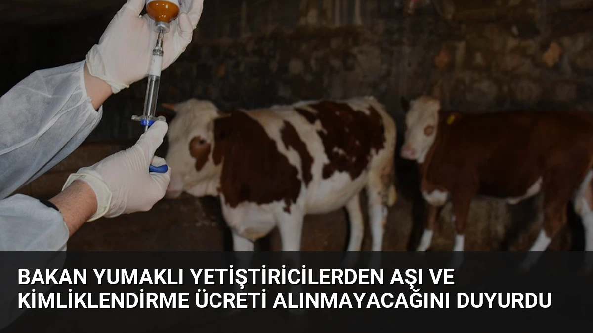 Bakan Yumaklı Yetiştiricilerden Aşı ve Kimliklendirme Ücreti Alınmayacağını Duyurdu