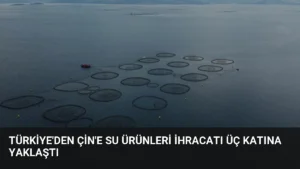 Türkiye’den Çin’e Su Ürünleri İhracatı Üç Katına Yaklaştı